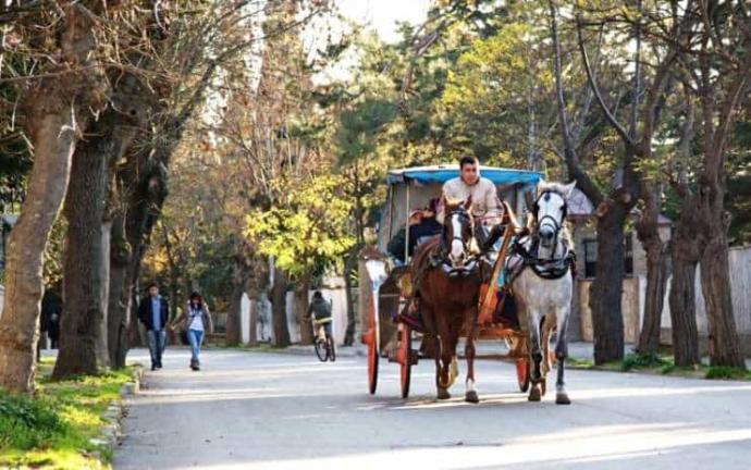 Adalar’da 2019’da 170 at öldü! Adalardaki faytona ne gibi çözümler getirilmeli? Verilen sözler neden tutulmuyor?