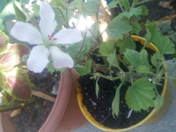 Cicekler iyiki varlar sizcede öyle degilmi?