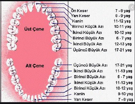 alt çenede kanin yazan dişler bende yok.. aynı şekilde üst çenemdede kanin ya da yan keser dişlerim yok