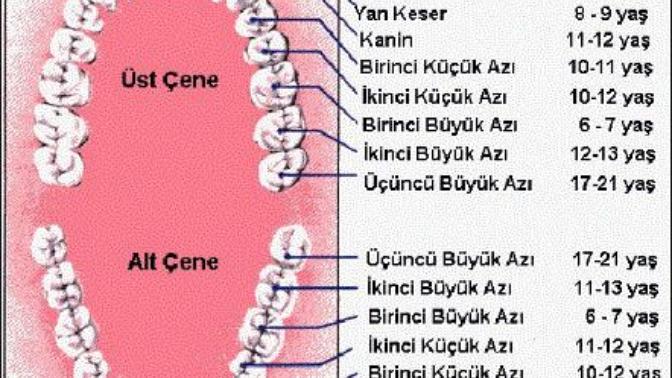 Arkadaşlar bende 28 tane diş var, bu durum normal mi?