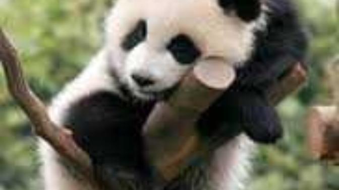 🐼PANDA MI DAHA TATLI? YOKSA 🦊TİLKİ Mİ?