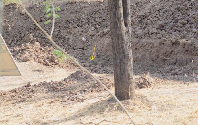 Kamufule olmuş leopari bulan var mı?
