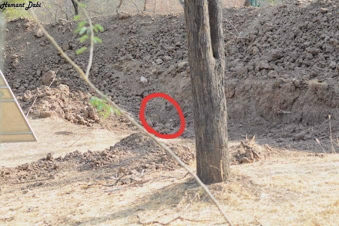 Kamufule olmuş leopari bulan var mı?