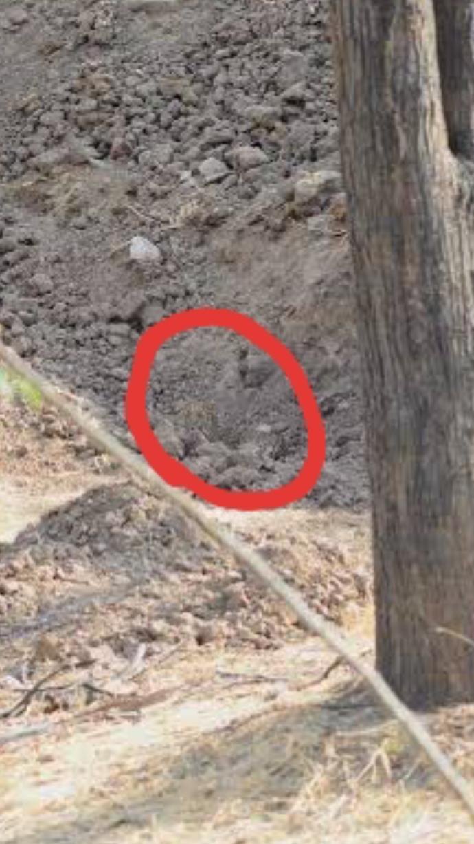 Kamufule olmuş leopari bulan var mı?