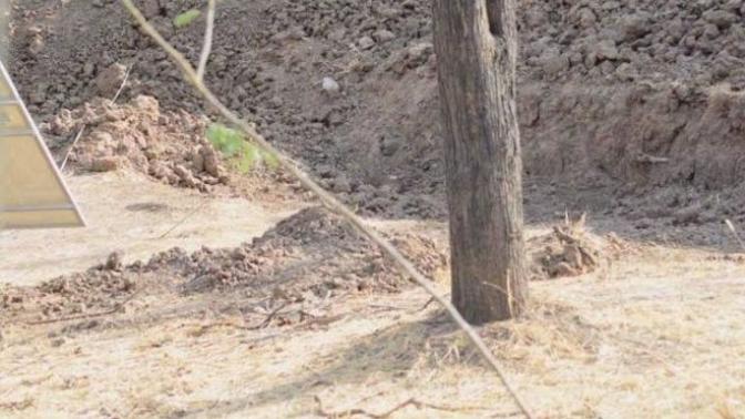 Kamufule olmuş leopari bulan var mı?
