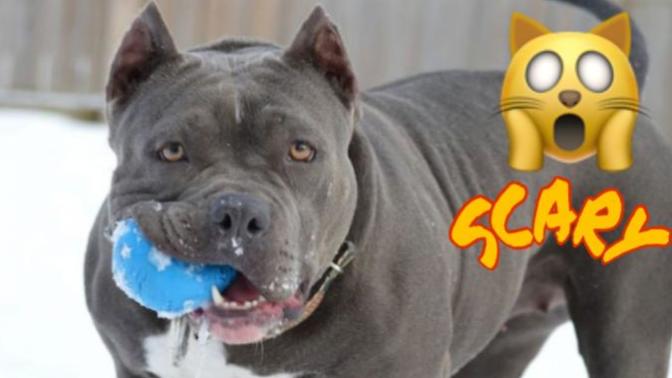 TBMM Hayvan Hakları Araştırma Komisyonu: Pitbull silah sayılsın. Pitbull cinsi köpek sahiplenme de standartlar olmalı mı?