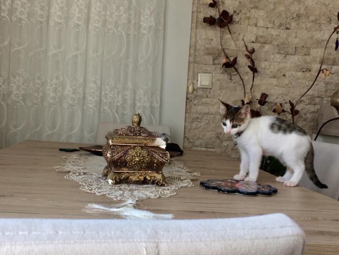 Kediler neden böyle ya :)?