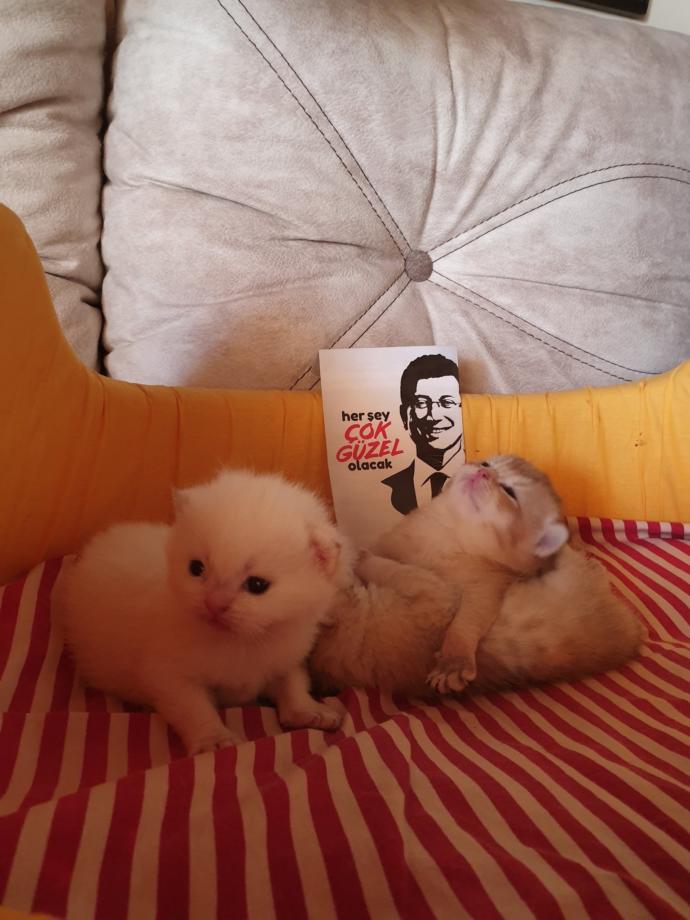 Siz ne yapıyorsunuz?