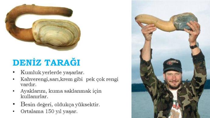 Siz hiç tarak yediniz mi?