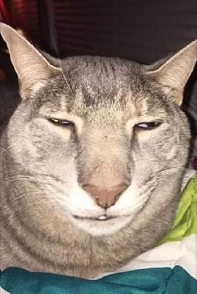 Elalemin kedisi çok tatlı minnoş ama bu ne arkadaş?