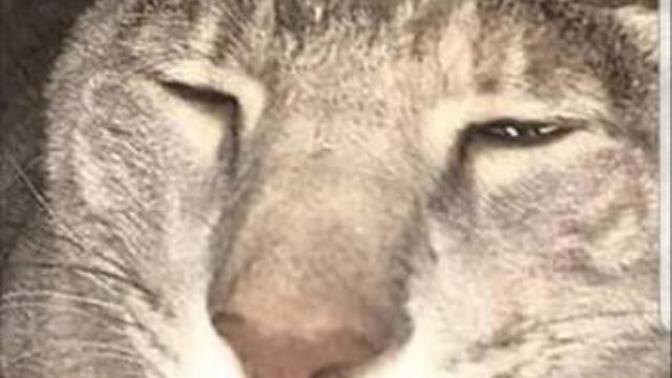 Elalemin kedisi çok tatlı minnoş ama bu ne arkadaş?