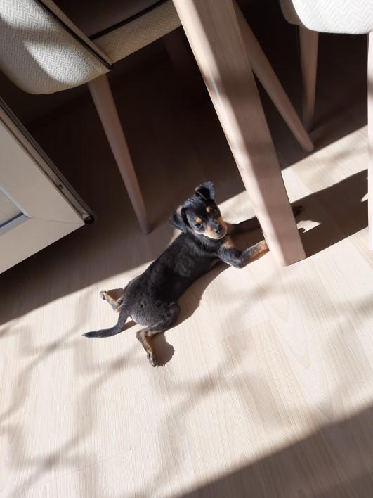 Minyatür Pinscher cinsi köpeğimin kilo alması için ne yapmalıyım?