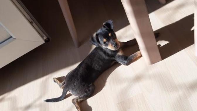 Minyatür Pinscher cinsi köpeğimin kilo alması için ne yapmalıyım?