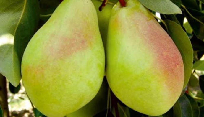 Kışın güzelleri meydana çıktı🎉Armut mu🍐Ayva mı?