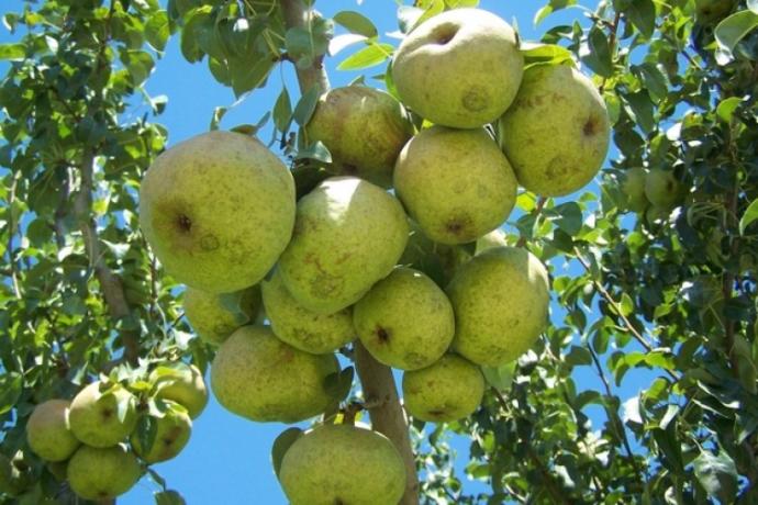 Kışın güzelleri meydana çıktı🎉Armut mu🍐Ayva mı?