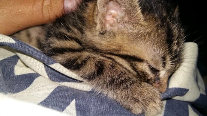 Kediler neden kadınların göğsüne yatmayı severler? Eşiniz bu şekilde olsa kediyle aranız nasıl olur?