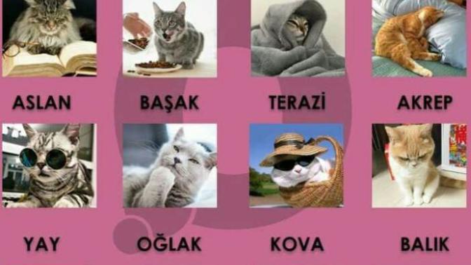 Burcuna göre hangi kedisin?