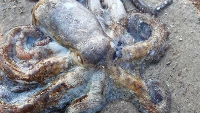 Ahtapot ızgara sever misiniz? Ahtapot nasıl pişirilir biliyor musunuz? 