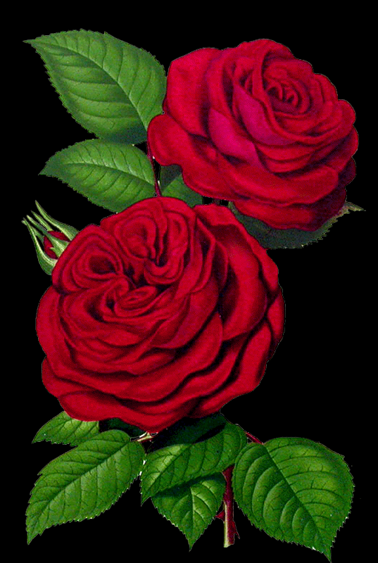 Güle bakınca Gül ki mis kokusu daha da artsın , seni senden alsın..🌹