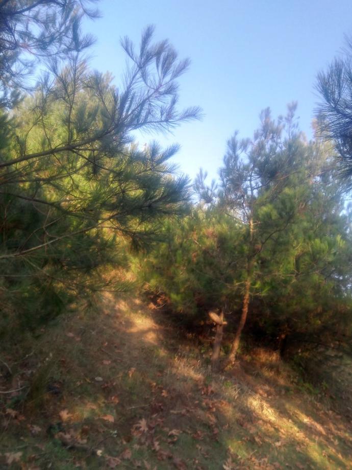 Gördüğünüzde Kalbinizin En Sıcak Noktasına Dokunacak Çok Tatlı Hayvan Dostumuz sevimli degilirmi?