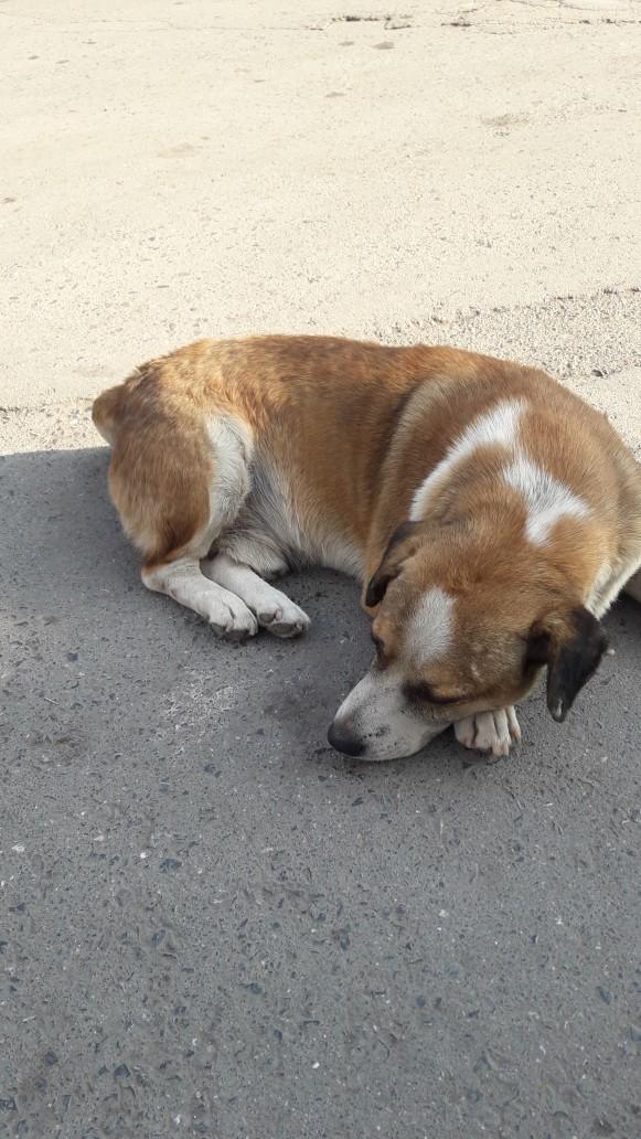 Gördüğünüzde Kalbinizin En Sıcak Noktasına Dokunacak Çok Tatlı Hayvan Dostumuz sevimli degilirmi?