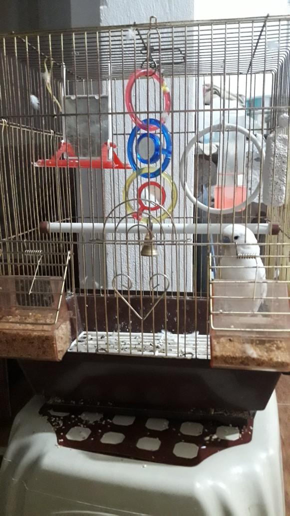 Gördüğünüzde Kalbinizin En Sıcak Noktasına Dokunacak Çok Tatlı Hayvan Dostumuz sevimli degilirmi?