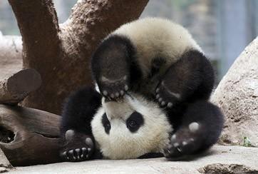 Civciv mi Panda mı?