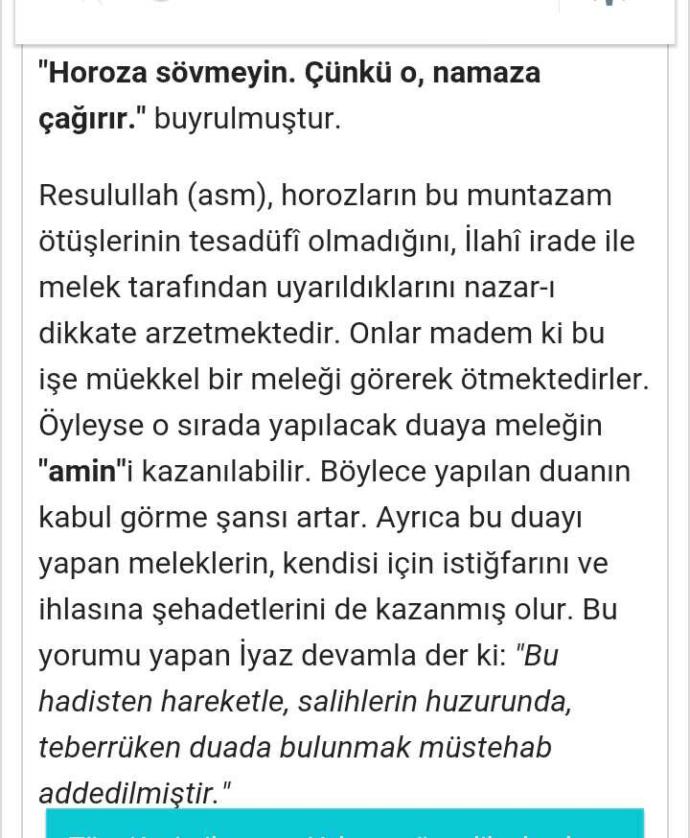 Ezan okununca. Horozlar neden öter?