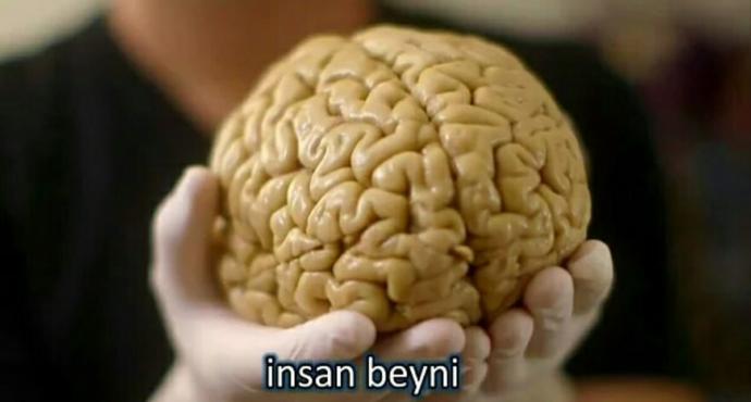 beyin