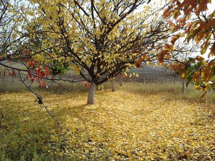 Yağan yağmur damlaları mı daha hüzünlü, sonbahar da dökülen sararmış yapraklar mı, sen mi daha hüzünlüsün?