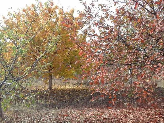 Yağan yağmur damlaları mı daha hüzünlü, sonbahar da dökülen sararmış yapraklar mı, sen mi daha hüzünlüsün?