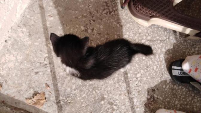Tavuk suyunun, yavru kedilere zararı olur mu?