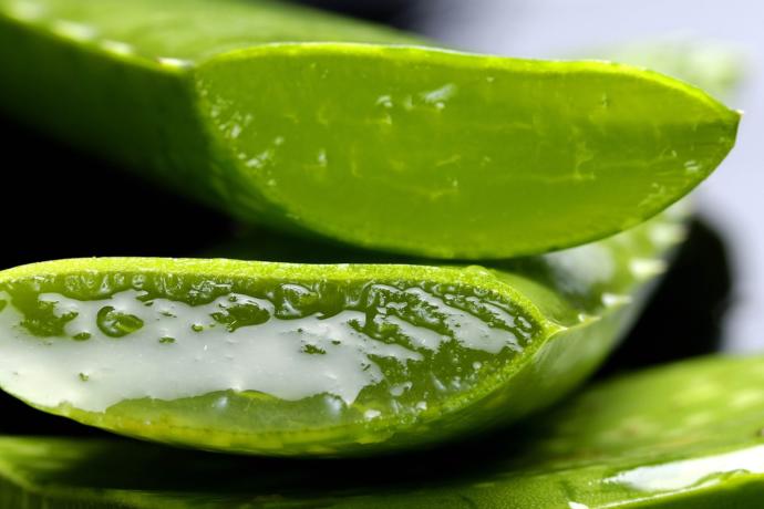 Aloe vera bitkisi nasıl kullanılır, cilde nasıl uygulanıyor?