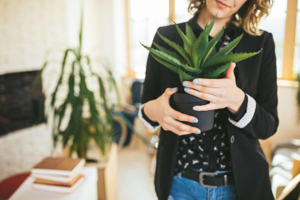 Aloe vera bitkisi nasıl kullanılır?