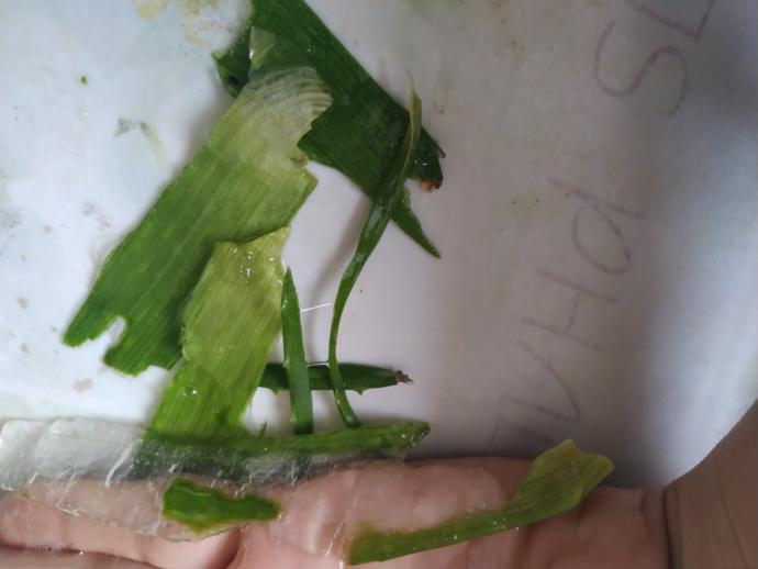 Aloe vera bitkisi nasıl kullanılır, cilde nasıl uygulanıyor?