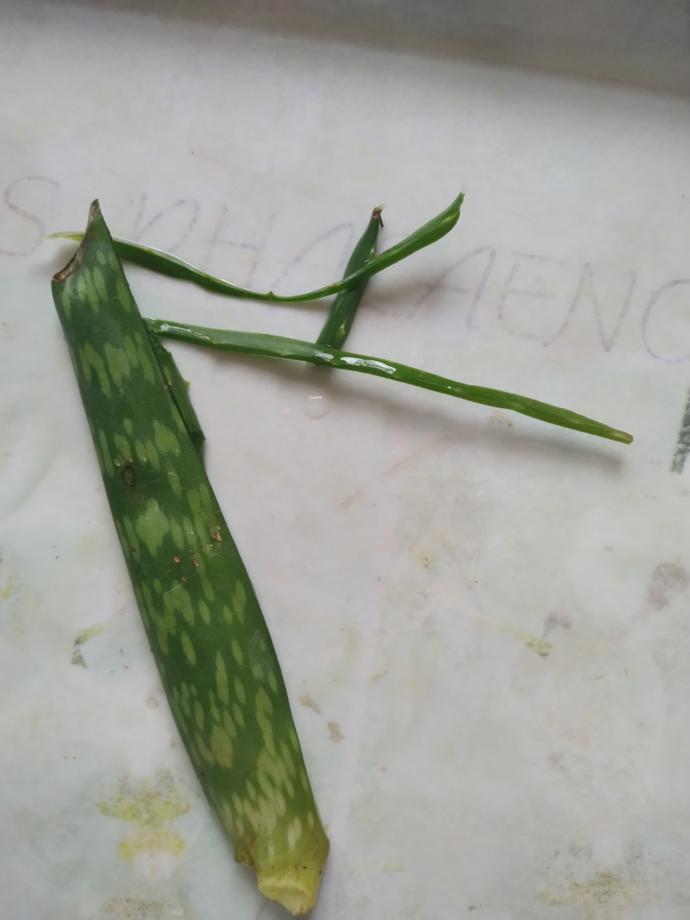 Aloe vera bitkisi nasıl kullanılır, cilde nasıl uygulanıyor?