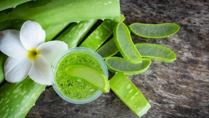Aloe vera bitkisi nasıl kullanılır, cilde nasıl uygulanıyor?