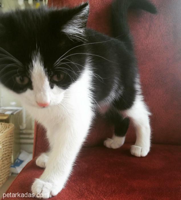 Smokin Kedi Sevenler Var mı? Beğenecek misiniz Bakalım?