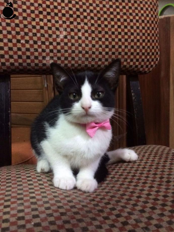 Smokin Kedi Sevenler Var mı? Beğenecek misiniz Bakalım?