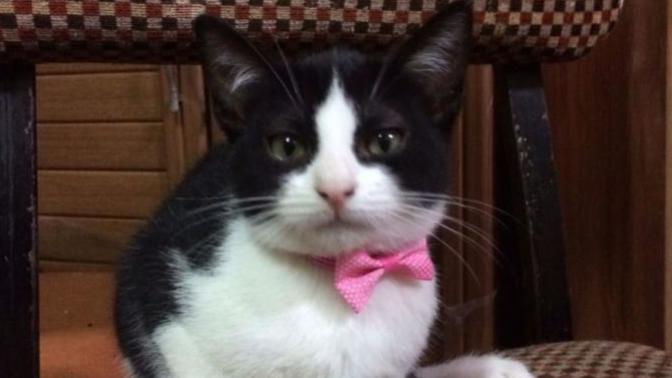 Smokin Kedi Sevenler Var mı? Beğenecek misiniz Bakalım?