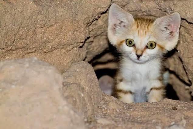 Evimde misk kedisi beslemek istiyorum, temizlik tavsiyesi verir misiniz?