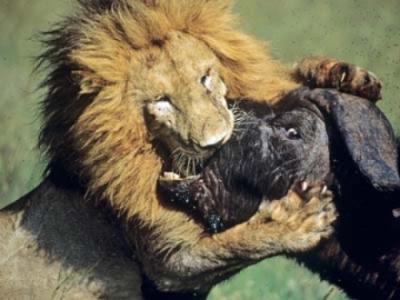 Aslan burcu mu güçlü boğa burcu mu?