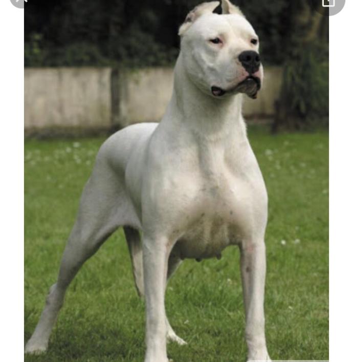DOGO ARGENTINO BESLEYEN VARMI?