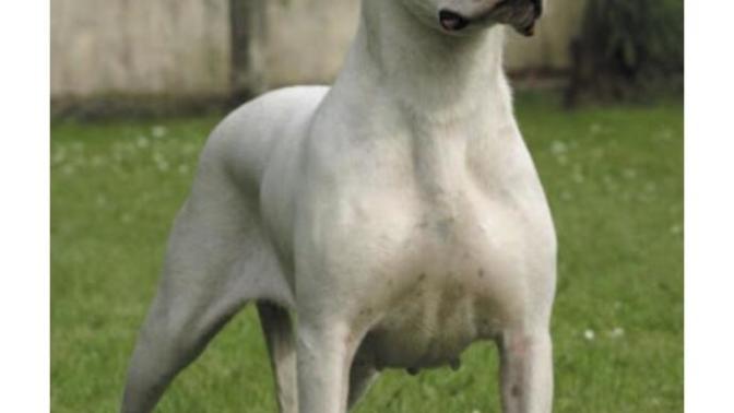DOGO ARGENTINO BESLEYEN VARMI?