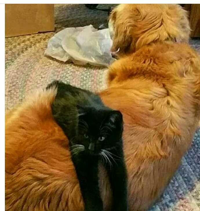 Kedi ve köpekler neden birbiriniz sevmez?