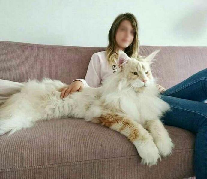 Böyle kedilere sahip olmak istermiydiniz?