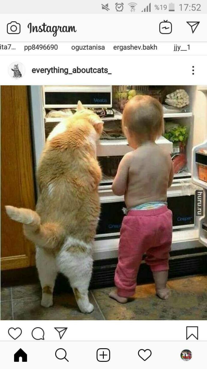 Böyle kedilere sahip olmak istermiydiniz?