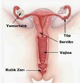 Hijyenik ped kızlık zarına zarar verir mi?