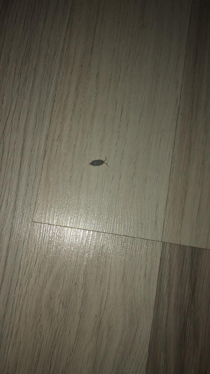 evde arada bunlardan görüyorum. Zararlılar mı? İlaçlatmak gerekir mi?
