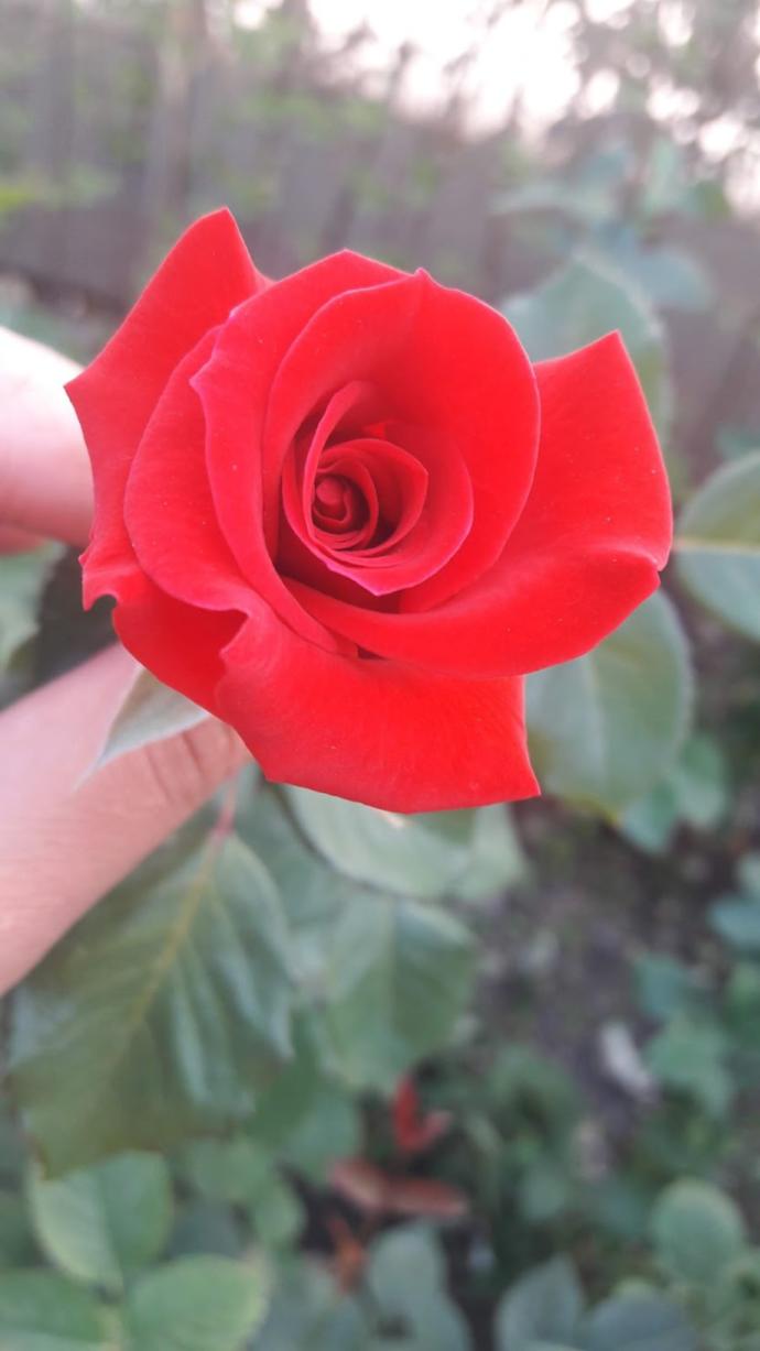 Hangi kokunun gün boyunca seninle olmasını istersin?